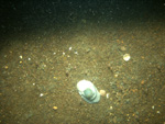 Thumbnail of a photograph of the sea floor, click to view full scale photograh.