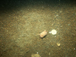 Thumbnail of a photograph of the sea floor, click to view full scale photograh.