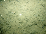 Thumbnail of a photograph of the sea floor, click to view full scale photograh.