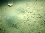 Thumbnail of a photograph of the sea floor, click to view full scale photograh.