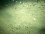 Thumbnail of a photograph of the sea floor, click to view full scale photograh.