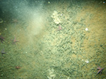 Thumbnail of a photograph of the sea floor, click to view full scale photograh.