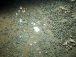 Thumbnail of a photograph of the sea floor, click to view full scale photograh.