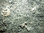 Thumbnail of a photograph of the sea floor, click to view full scale photograh.