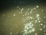 Thumbnail of a photograph of the sea floor, click to view full scale photograh.