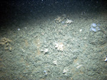 Thumbnail of a photograph of the sea floor, click to view full scale photograh.