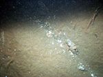 Thumbnail of a photograph of the sea floor, click to view full scale photograh.