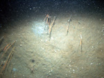 Thumbnail of a photograph of the sea floor, click to view full scale photograh.