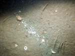 Thumbnail of a photograph of the sea floor, click to view full scale photograh.