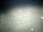 Thumbnail of a photograph of the sea floor, click to view full scale photograh.