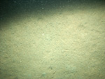 Thumbnail of a photograph of the sea floor, click to view full scale photograh.