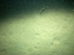 Thumbnail of a photograph of the sea floor, click to view full scale photograh.