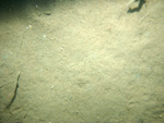 Thumbnail of a photograph of the sea floor, click to view full scale photograh.