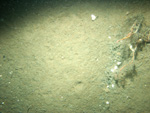 Thumbnail of a photograph of the sea floor, click to view full scale photograh.