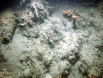 Thumbnail of a photograph of the sea floor, click to view full scale photograh.