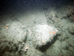 Thumbnail of a photograph of the sea floor, click to view full scale photograh.