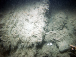 Thumbnail of a photograph of the sea floor, click to view full scale photograh.