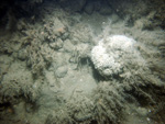 Thumbnail of a photograph of the sea floor, click to view full scale photograh.