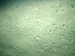 Thumbnail of a photograph of the sea floor, click to view full scale photograh.