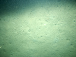 Thumbnail of a photograph of the sea floor, click to view full scale photograh.