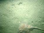 Thumbnail of a photograph of the sea floor, click to view full scale photograh.