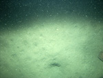 Thumbnail of a photograph of the sea floor, click to view full scale photograh.