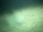 Thumbnail of a photograph of the sea floor, click to view full scale photograh.