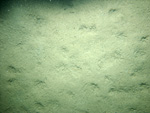 Thumbnail of a photograph of the sea floor, click to view full scale photograh.