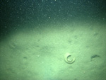 Thumbnail of a photograph of the sea floor, click to view full scale photograh.