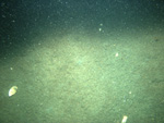 Thumbnail of a photograph of the sea floor, click to view full scale photograh.