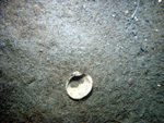 Thumbnail of a photograph of the sea floor, click to view full scale photograh.