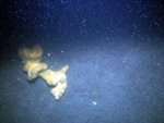 Thumbnail of a photograph of the sea floor, click to view full scale photograh.