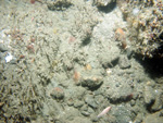 Thumbnail of a photograph of the sea floor, click to view full scale photograh.