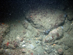 Thumbnail of a photograph of the sea floor, click to view full scale photograh.