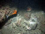 Thumbnail of a photograph of the sea floor, click to view full scale photograh.