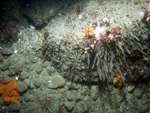 Thumbnail of a photograph of the sea floor, click to view full scale photograh.