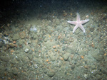 Thumbnail of a photograph of the sea floor, click to view full scale photograh.