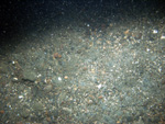 Thumbnail of a photograph of the sea floor, click to view full scale photograh.