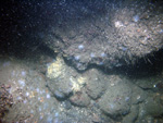 Thumbnail of a photograph of the sea floor, click to view full scale photograh.