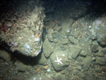 Thumbnail of a photograph of the sea floor, click to view full scale photograh.