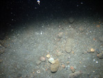 Thumbnail of a photograph of the sea floor, click to view full scale photograh.