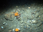 Thumbnail of a photograph of the sea floor, click to view full scale photograh.