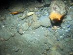 Thumbnail of a photograph of the sea floor, click to view full scale photograh.