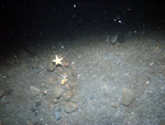 Thumbnail of a photograph of the sea floor, click to view full scale photograh.