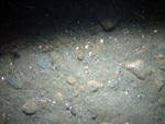 Thumbnail of a photograph of the sea floor, click to view full scale photograh.