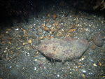 Thumbnail of a photograph of the sea floor, click to view full scale photograh.