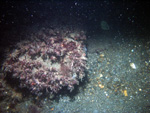 Thumbnail of a photograph of the sea floor, click to view full scale photograh.