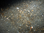 Thumbnail of a photograph of the sea floor, click to view full scale photograh.