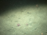 Thumbnail of a photograph of the sea floor, click to view full scale photograh.