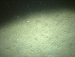 Thumbnail of a photograph of the sea floor, click to view full scale photograh.